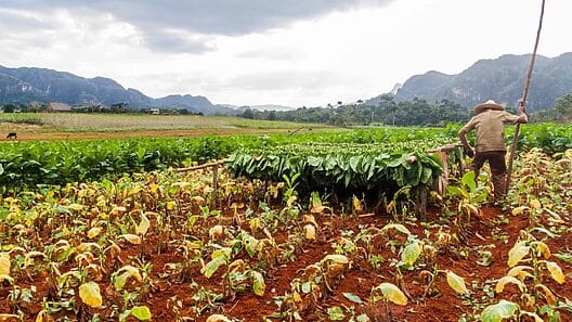 Estudiantes cubanos trabajan en la agricultura para compensar la falta de campesinos