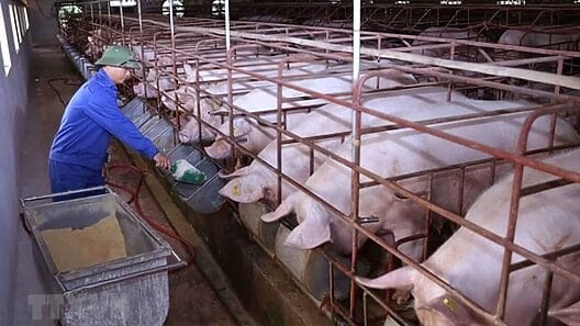 Iniciará producción de alimento animal Empresa vietnamita ViMariel S.A.