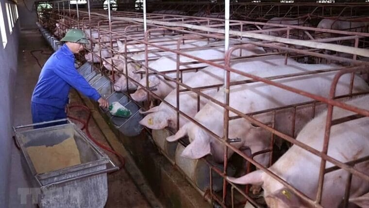 Iniciará producción de alimento animal Empresa vietnamita ViMariel S.A.