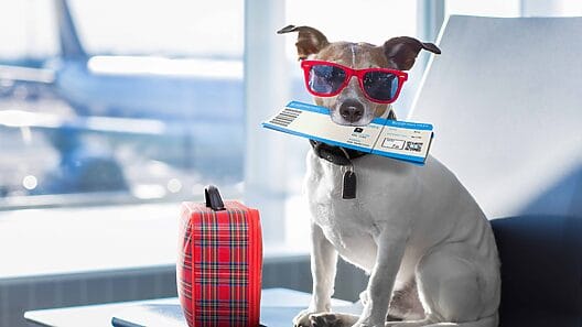Más de 2 mil mascotas han salido de Cuba en medio de ola migratoria