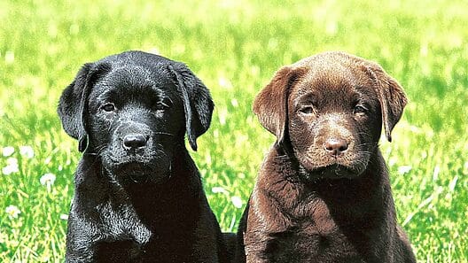 Misteriosa enfermedad respiratoria se propaga entre perros de Estados Unidos