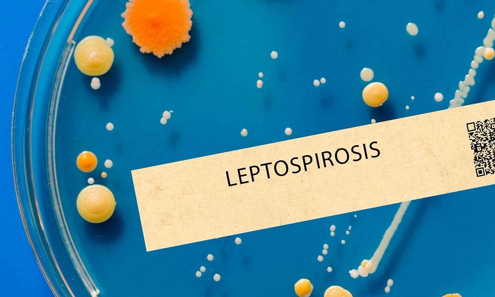 leptospirosis cuba