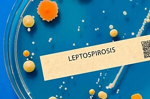 leptospirosis cuba