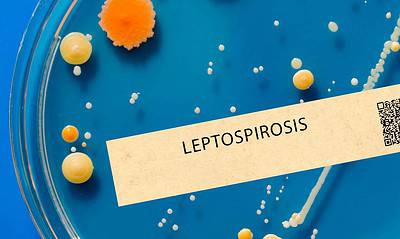 leptospirosis cuba