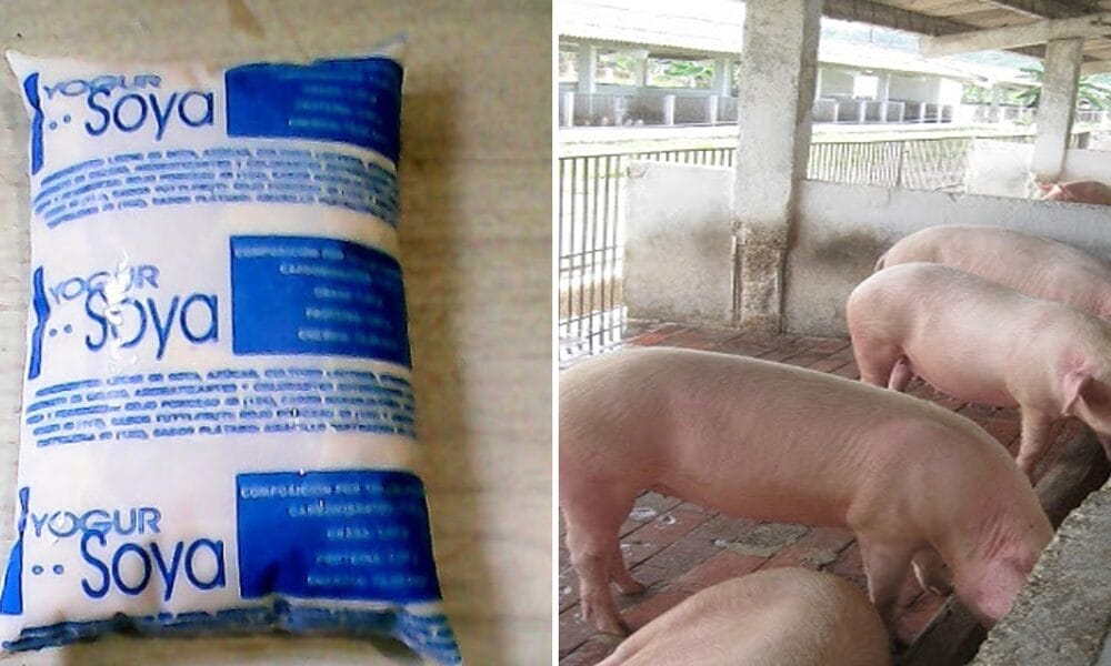 More than 90,000 liters of soy yogurt were also converted for use in raising pigs