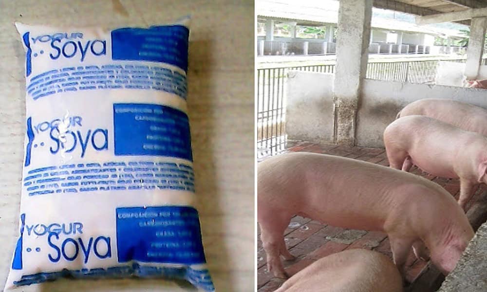 More than 90,000 liters of soy yogurt were also converted for use in raising pigs