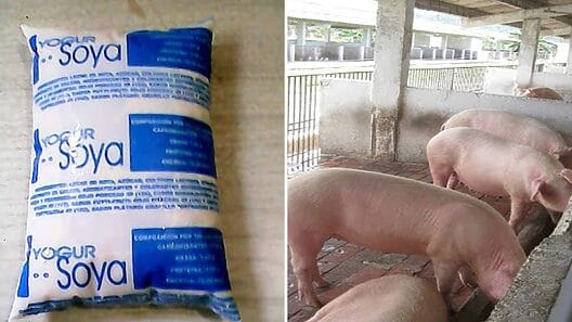 ¡Corrupción en Cuba!: Más de 90 mil litros de yogurt de soya fueron desviados para la cría de cerdos