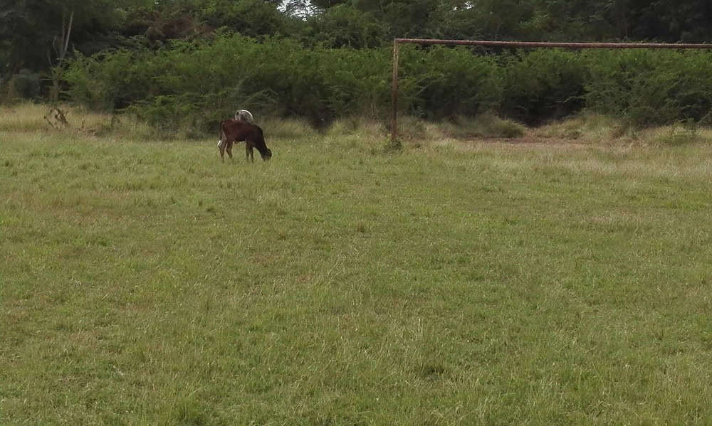 Denuncian lamentable estado de campo de fútbol en Cuba