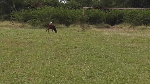 Denuncian lamentable estado de campo de fútbol en Cuba (+fotos)