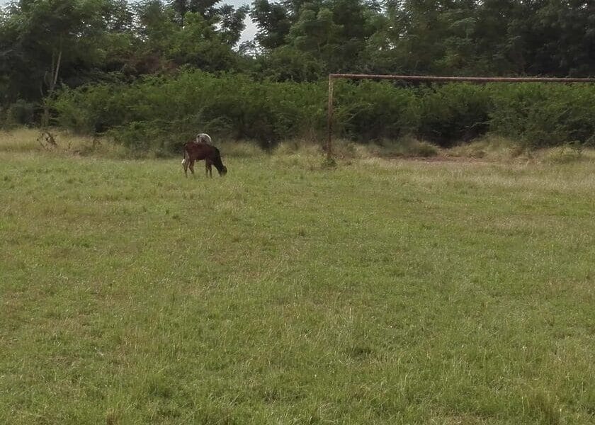 Denuncian lamentable estado de campo de fútbol en Cuba
