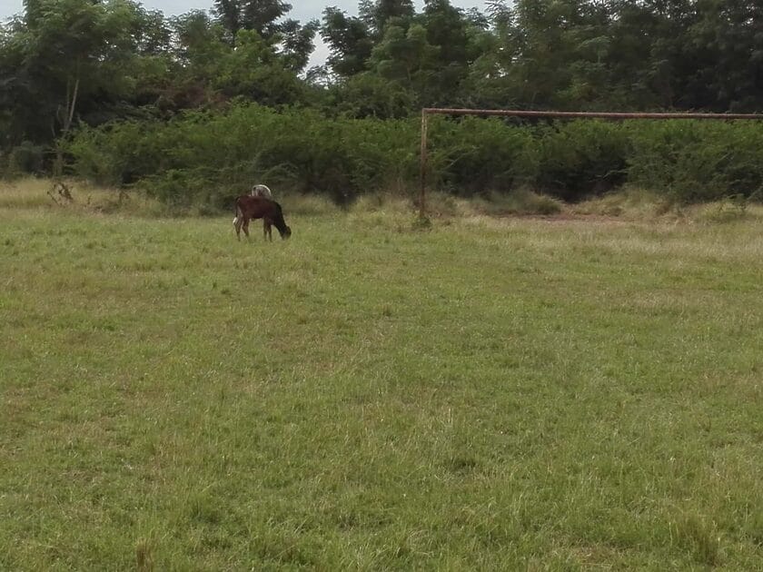 Denuncian lamentable estado de campo de fútbol en Cuba