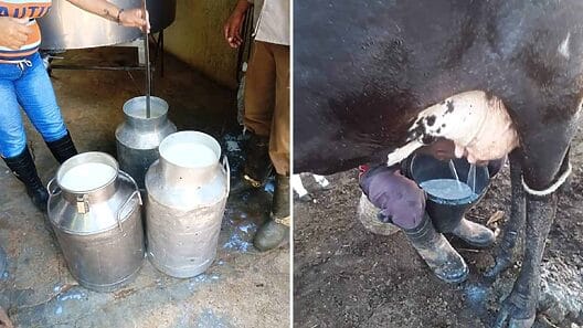 Escasez de leche para los niños en Cuba: “Hay un déficit de Acopio”