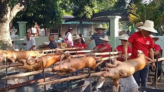 Viral en Cuba: 65 cerdos asados en Holguín reviven debate sobre escasez y precios