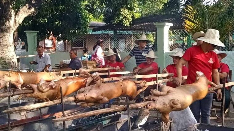 Viral en Cuba: 65 cerdos asados en Holguín reviven debate sobre escasez y precios