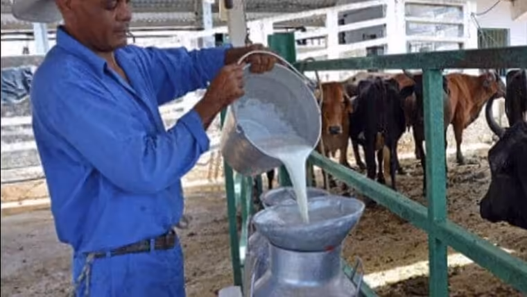 Ganaderos no venden su leche al estado. “Hay que convencerlos”, dicen desde la oficialidad