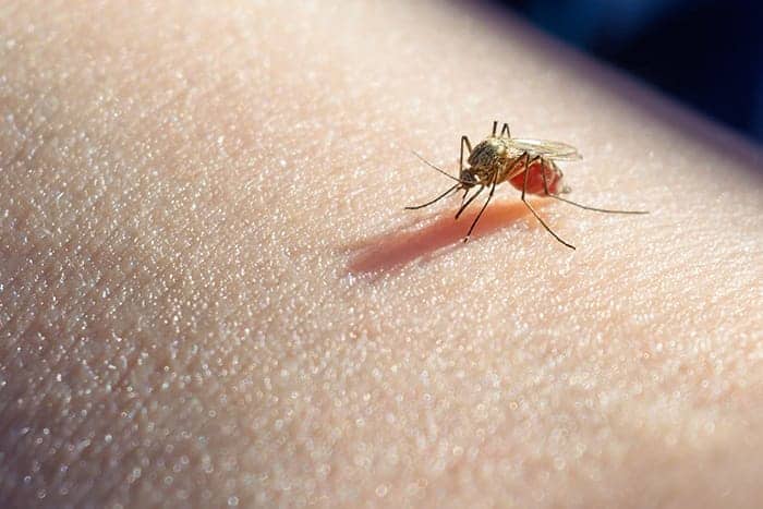 Malaria confirmed in Cuba: Patient is progressing favorably