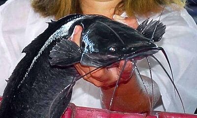 crian clarias hoteles cuba