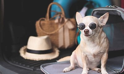 viajar mascotas cuba estados unidos
