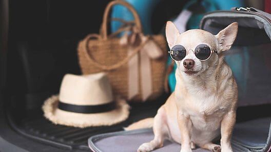 Viajar con mascotas de Cuba a Estados Unidos: ¿Cómo hacerlo en 2024?