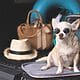 viajar mascotas cuba estados unidos