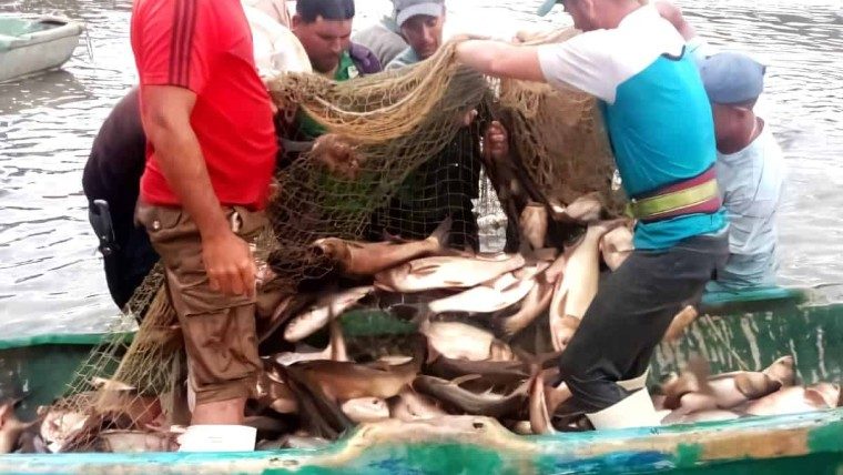 Sin pescado en la mesa: se recibe ayuda millonaria para la pesca en Cuba