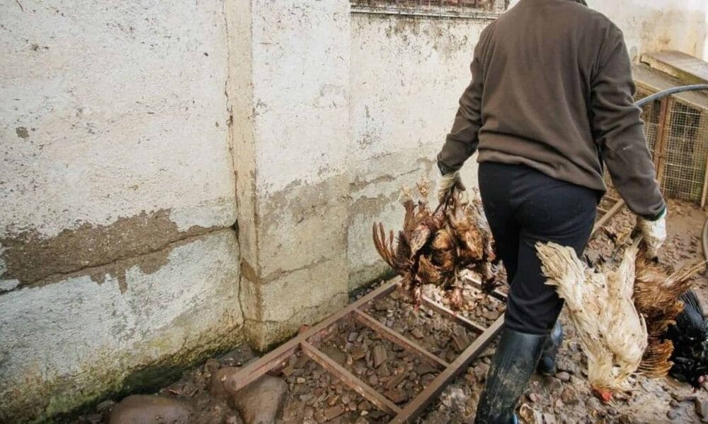400 gallinas ahogadas cuba