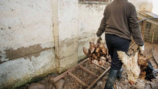 En medio de crisis alimentaria se ahogan casi 400 gallinas en granja cubana