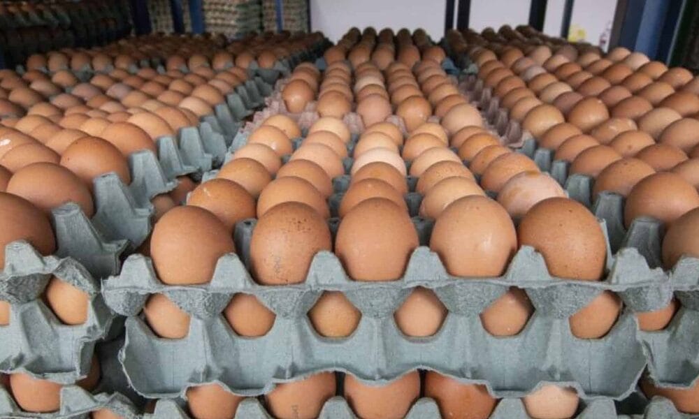 huevos colombia cuba