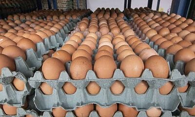 huevos colombia cuba