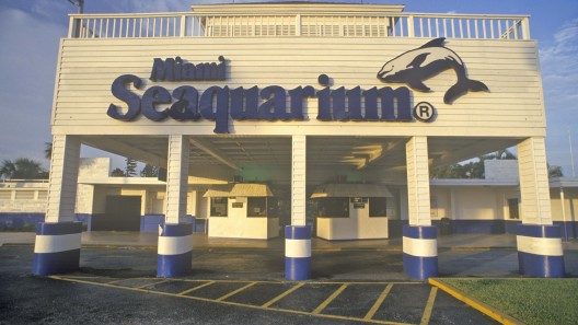 Miami: ¡Adiós Seaquarium! Ordenan cierre de acuario por «maltrato animal»