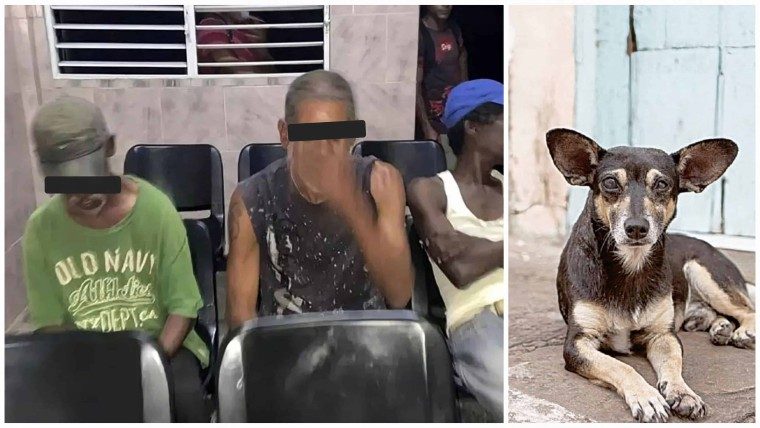 Gobierno cubano informa sobre venta de carne de perro en Mayabeque