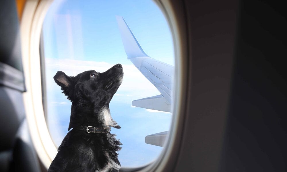 viaje mascotas american airlines