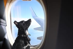 viaje mascotas american airlines