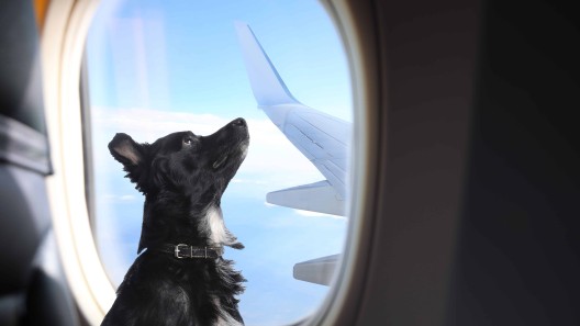 Cómo viajar con tu mascota en cabina con American Airlines