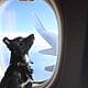 viaje mascotas american airlines