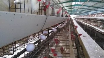 Cuba: escasez de huevos en Villa Clara por cambio en la dieta de las gallinas