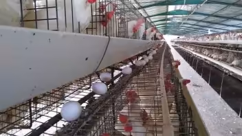 Cuba: escasez de huevos en Villa Clara por cambio en la dieta de las gallinas