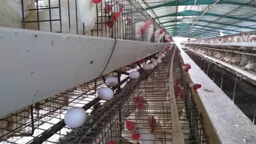 Cuba: escasez de huevos en Villa Clara por cambio en la dieta de las gallinas