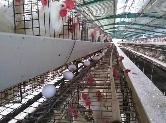 Cuba: escasez de huevos en Villa Clara por cambio en la dieta de las gallinas