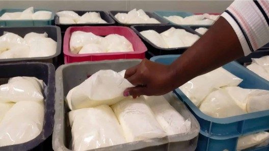 Llegó la soya a Sancti Spíritus: se reactiva la producción de la industria láctea