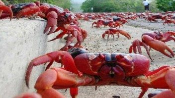 Invasión de cangrejos rojos en Cuba. Pero no se pueden comer