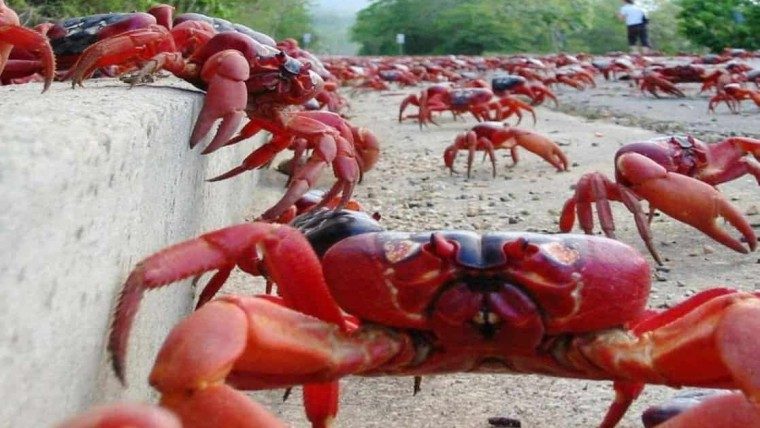 Invasión de cangrejos rojos en Cuba. Pero no se pueden comer
