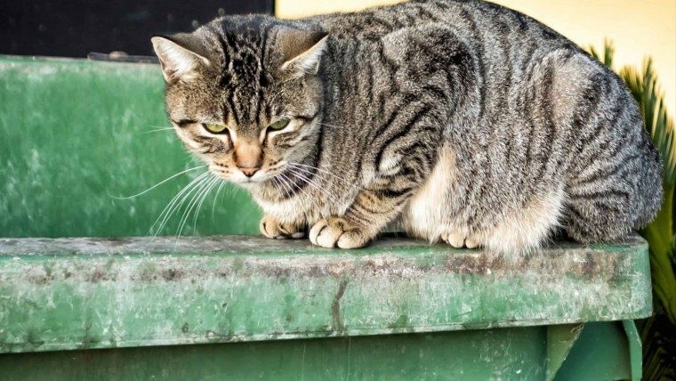 Alerta por la desaparición masiva de gatos en un barrio de La Habana