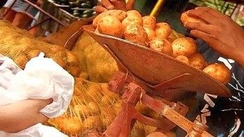 Distribución de papa en Cuba ¿por qué no dan por la libreta y sí la venden los particulares hasta a 200 pesos la libra?