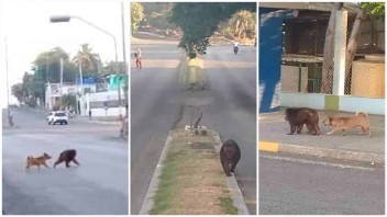 Mono se escapa del Zoológico de La Habana y genera alboroto en Avenida 26