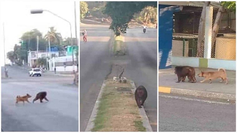 Mono se escapa del Zoológico de La Habana y genera alboroto en Avenida 26