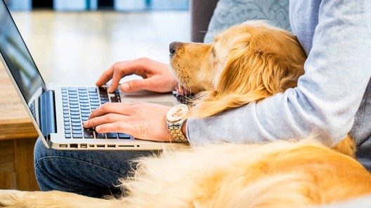 Pet Day 2024: encuentra en Amazon todo para tu mascota con descuentos
