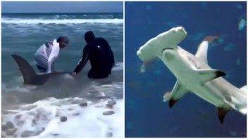 Dos jóvenes salvan a un enorme tiburón martillo varado en playa de Miami