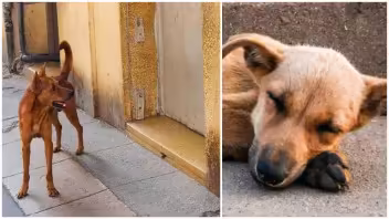 Perrito espera a sus dueños emigrados en la puerta de la que fuera su casa: una historia de abandono y lealtad