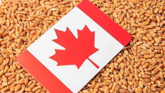 Toneladas de granos llegan a Cuba desde Canadá. Barco estuvo 11 días sin poder descargar